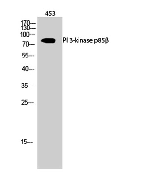 PI 3-kinase p85 beta antibody