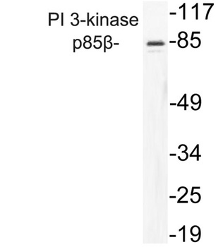 PI 3-kinase p85 beta antibody