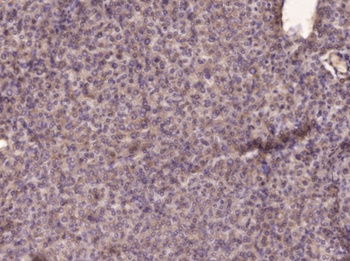 PI 3-kinase p85β rabbit pAb