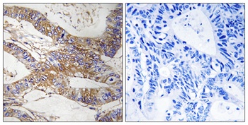 PI-9 antibody