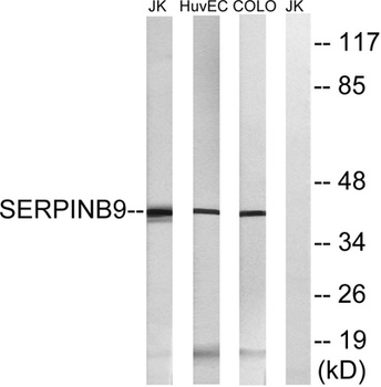 PI-9 rabbit pAb