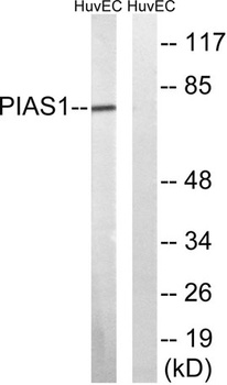 PIAS 1 rabbit pAb