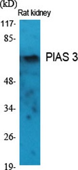 PIAS 3 rabbit pAb