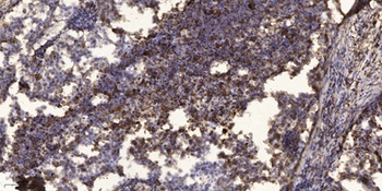 pICln antibody