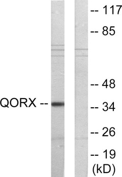 PIG3 antibody