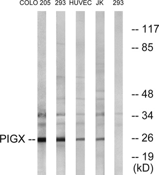 PIG-X antibody