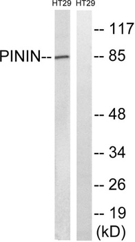Pinin antibody