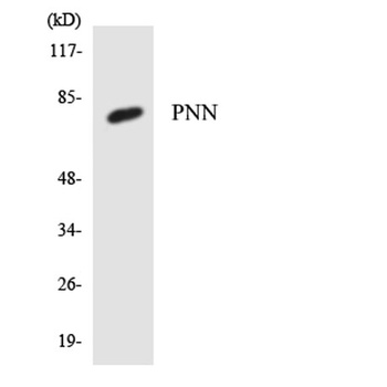 Pinin rabbit pAb