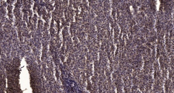 Pinin rabbit pAb