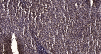 Pinin antibody