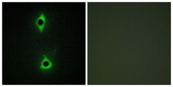 PIP5KIII antibody