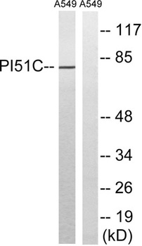 PIPK I gamma antibody