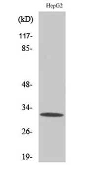 PITPβ rabbit pAb