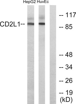 PITSLRE antibody