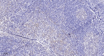 PITSLRE antibody