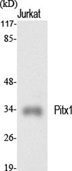 Pitx1 rabbit pAb