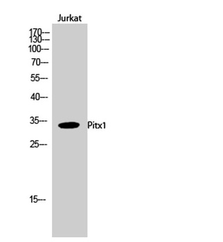 Pitx1 rabbit pAb