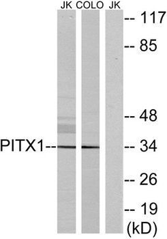 Pitx1 rabbit pAb