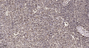 Pitx1 rabbit pAb