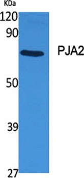 PJA2 rabbit pAb Antibody