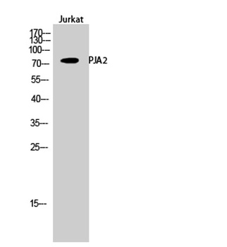 PJA2 rabbit pAb