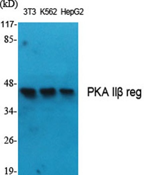 PKA IIβ reg rabbit pAb