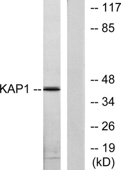 PKA Iβ reg rabbit pAb