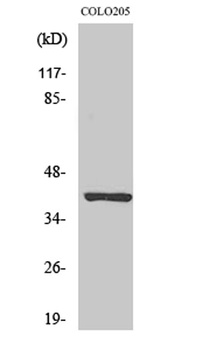 PKAα/β cat rabbit pAb