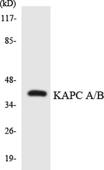 PKAα/β cat rabbit pAb