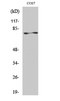 PKC zeta antibody