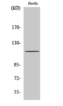 PKD1 rabbit pAb