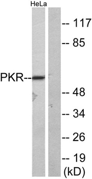 PKR rabbit pAb