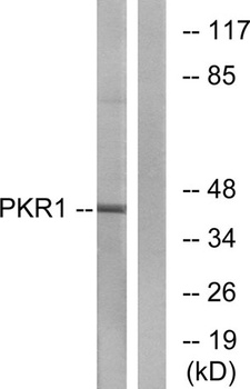 PKR1 rabbit pAb