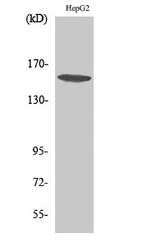 PLC γ1 rabbit pAb Antibody