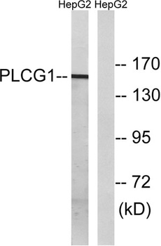 PLC γ1 rabbit pAb Antibody