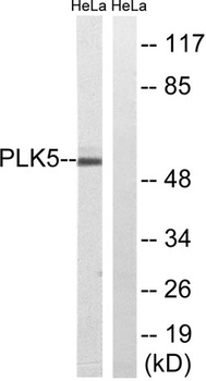 PLK-5 antibody