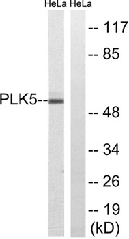 PLK-5 rabbit pAb