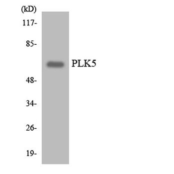 PLK-5 rabbit pAb