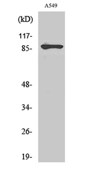 PML antibody