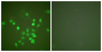 PML antibody