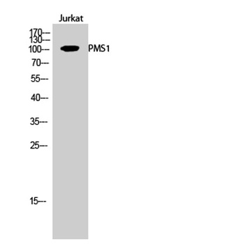 PMS1 antibody