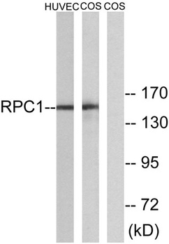 POLR3A rabbit pAb