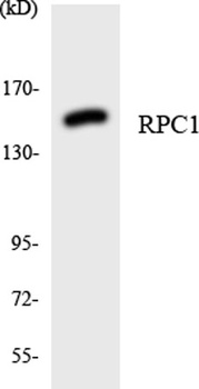 POLR3A antibody