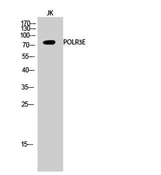 POLR3E rabbit pAb