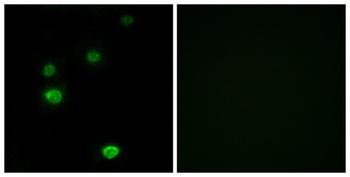 POLR3E antibody