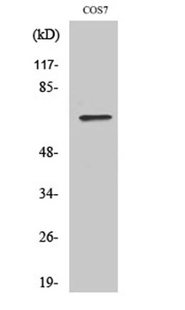POT1 rabbit pAb Antibody