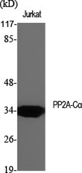 PP2A-Cα rabbit pAb
