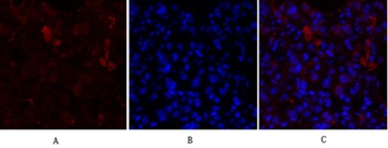 PPAR-γ rabbit pAb