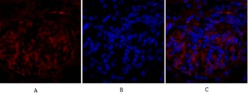 PPAR-γ rabbit pAb