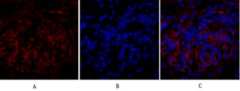 PPAR-gamma antibody